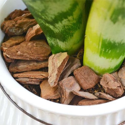 観葉植物 サンスベリアローレンティ バーティカルライン　タグ付き4号