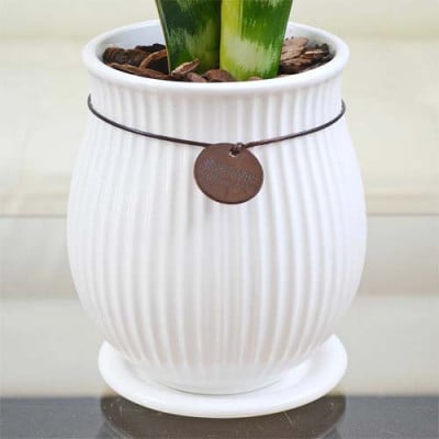 観葉植物 サンスベリアローレンティ バーティカルライン　タグ付き4号