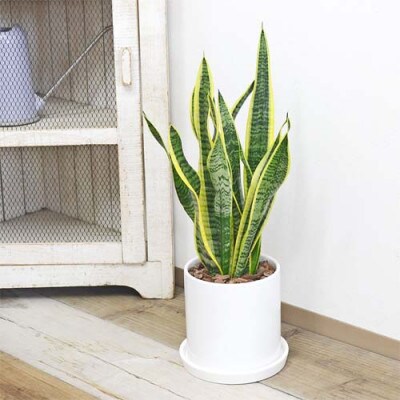 観葉植物 サンスベリアローレンティ　円柱形シリンダー陶器鉢植え