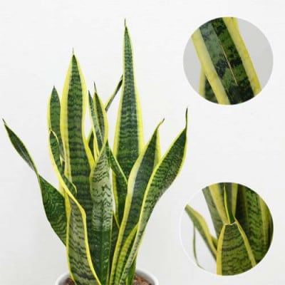 観葉植物 サンスベリアローレンティ　円柱形シリンダー陶器鉢植え