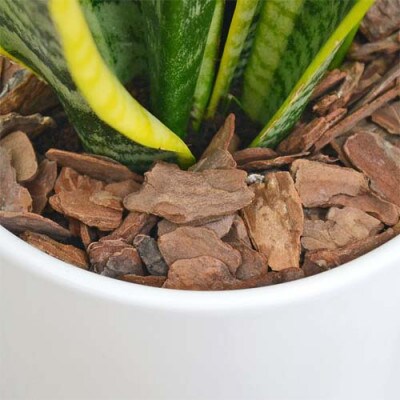 観葉植物 サンスベリアローレンティ　円柱形シリンダー陶器鉢植え