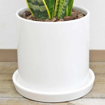 観葉植物 サンスベリアローレンティ　円柱形シリンダー陶器鉢植え