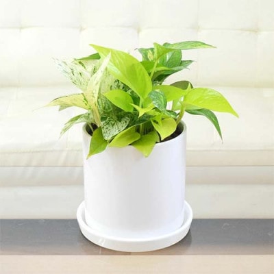 観葉植物 ポトス 3種類寄せ植え円柱形シリンダー陶器鉢植え