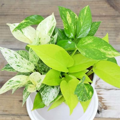 観葉植物 ポトス 3種類寄せ植え円柱形シリンダー陶器鉢植え