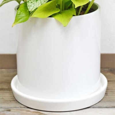 観葉植物 ポトス 3種類寄せ植え円柱形シリンダー陶器鉢植え