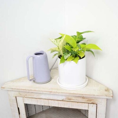 観葉植物 ポトス 3種類寄せ植え円柱形シリンダー陶器鉢植え