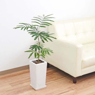 観葉植物 エバーフレッシュネムノキスクエア陶器鉢6号