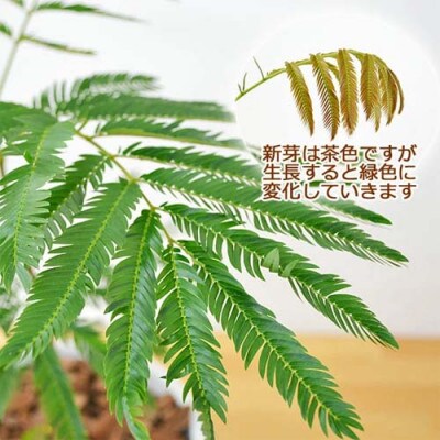 観葉植物 エバーフレッシュネムノキスクエア陶器鉢6号