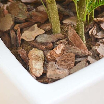 観葉植物 エバーフレッシュネムノキスクエア陶器鉢6号