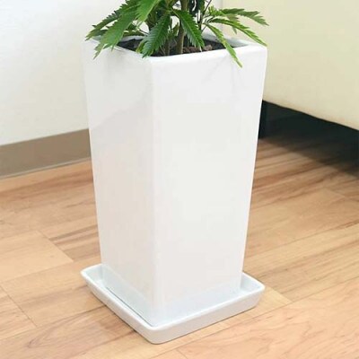 観葉植物 エバーフレッシュネムノキスクエア陶器鉢6号