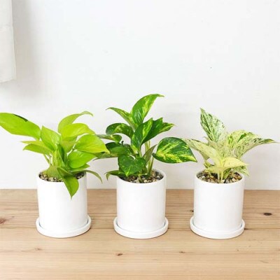 観葉植物 ポトス 3種類3鉢セット