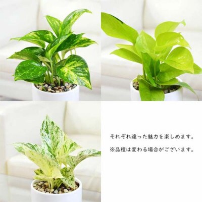 観葉植物 ポトス 3種類3鉢セット