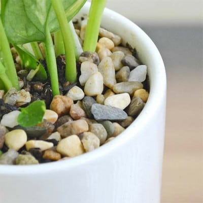 観葉植物 ポトス 3種類3鉢セット