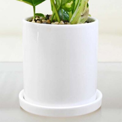 観葉植物 ポトス 3種類3鉢セット