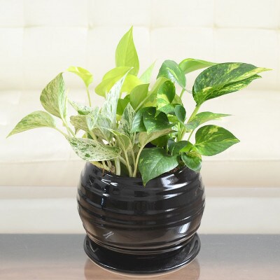 観葉植物 ポトス 3種類寄せ植え ボール形陶器鉢 黒