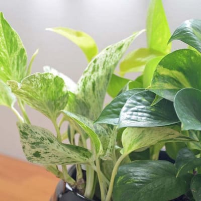 観葉植物 ポトス 3種類寄せ植え ボール形陶器鉢 黒