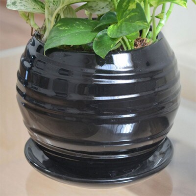 観葉植物 ポトス 3種類寄せ植え ボール形陶器鉢 黒