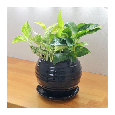 観葉植物 ポトス 3種類寄せ植え ボール形陶器鉢 黒
