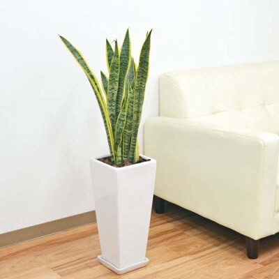 観葉植物 サンスベリアローレンティロングスクエア7号陶器鉢 75cm 白