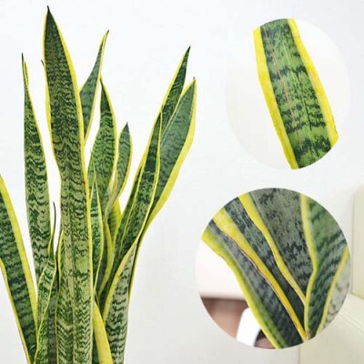 観葉植物 サンスベリアローレンティロングスクエア7号陶器鉢 75cm 白