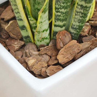 観葉植物 サンスベリアローレンティロングスクエア7号陶器鉢 75cm 白