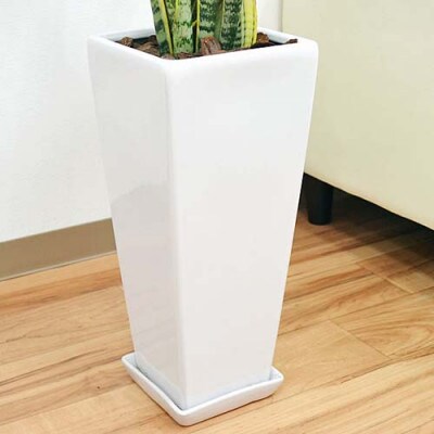 観葉植物 サンスベリアローレンティロングスクエア7号陶器鉢 75cm 白