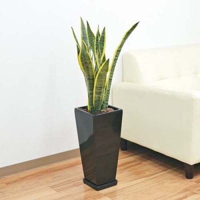 観葉植物 サンスベリアローレンティロングスクエア7号陶器鉢 75cm 黒