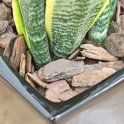 観葉植物 サンスベリアローレンティロングスクエア7号陶器鉢 75cm 黒