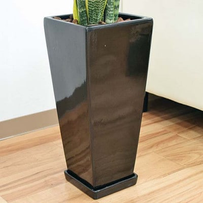 観葉植物 サンスベリアローレンティロングスクエア7号陶器鉢 75cm 黒