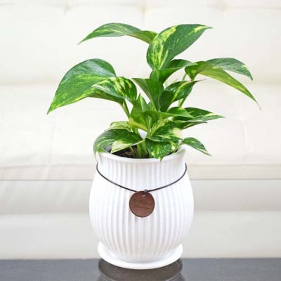 観葉植物 ポトス バーティカルライン陶器鉢　タグ付き3号