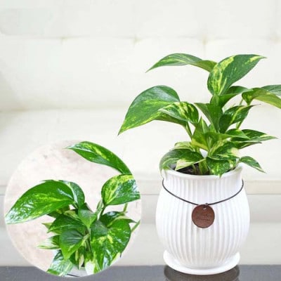 観葉植物 ポトス バーティカルライン陶器鉢　タグ付き3号