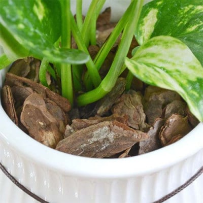 観葉植物 ポトス バーティカルライン陶器鉢　タグ付き3号