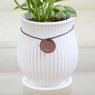 観葉植物 ポトス バーティカルライン陶器鉢　タグ付き3号