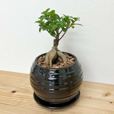 観葉植物 ガジュマルボール型陶器鉢　黒