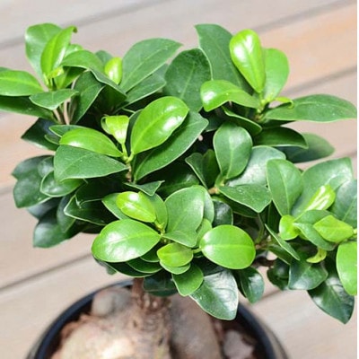 観葉植物 ガジュマルボール型陶器鉢　黒