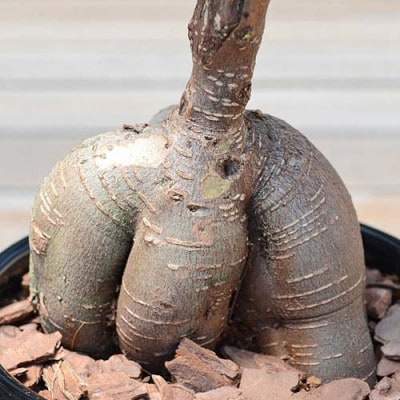 観葉植物 ガジュマルボール型陶器鉢　黒