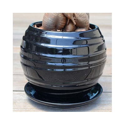 観葉植物 ガジュマルボール型陶器鉢　黒