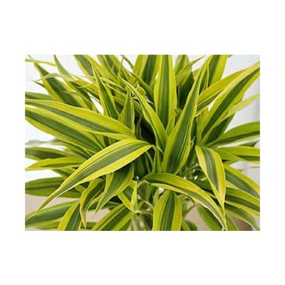 観葉植物 萬年竹(ミリオンバンブー) ロングスクエア陶器鉢植え 1鉢