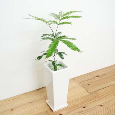 観葉植物 エバーフレッシュスクエア陶器鉢 1鉢
