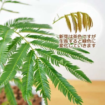 観葉植物 エバーフレッシュスクエア陶器鉢 1鉢