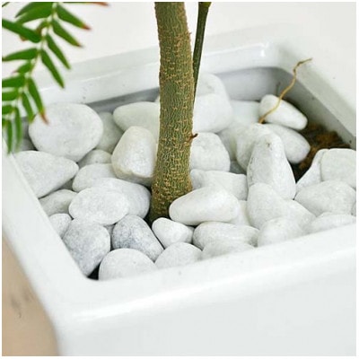 観葉植物 エバーフレッシュスクエア陶器鉢 1鉢