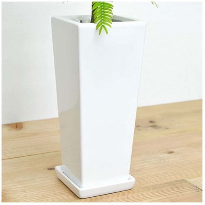 観葉植物 エバーフレッシュスクエア陶器鉢 1鉢
