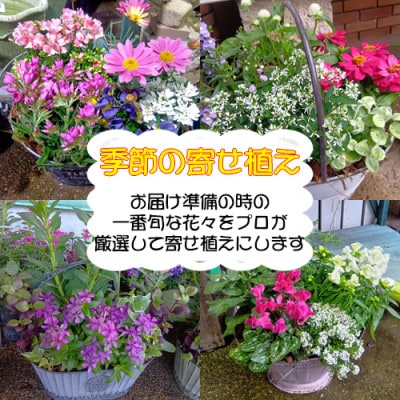 おまかせ季節の寄せ植えプランター