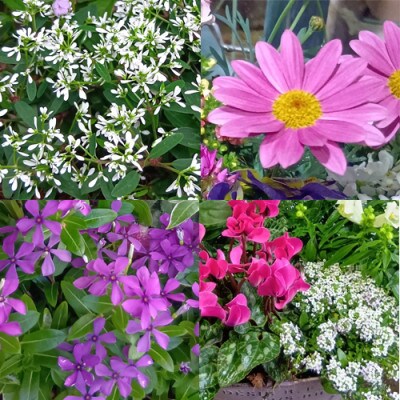 おまかせ季節の寄せ植えプランター