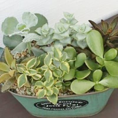 多肉植物の寄せ植え おしゃれブリキポット