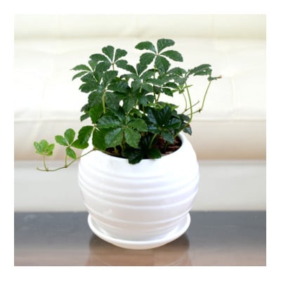 観葉植物 シュガーバイン ボール型陶器植え (白)