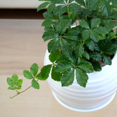 観葉植物 シュガーバイン ボール型陶器植え (白)