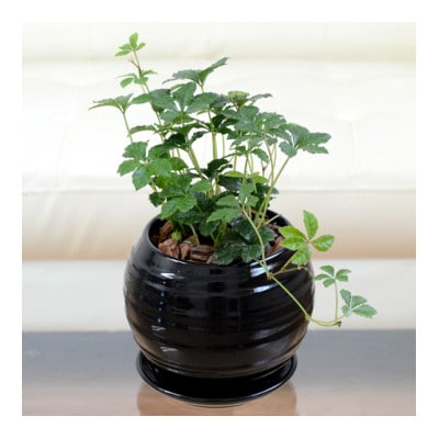 観葉植物 シュガーバイン ボール型陶器植え (黒)