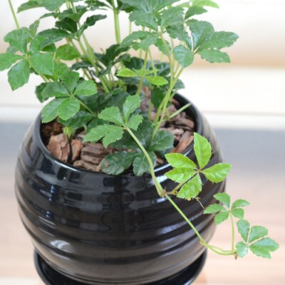 観葉植物 シュガーバイン ボール型陶器植え (黒)