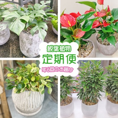 【発送月固定定期便】おまかせ　そのまま飾れるインテリアグリーン(観葉植物)全6回